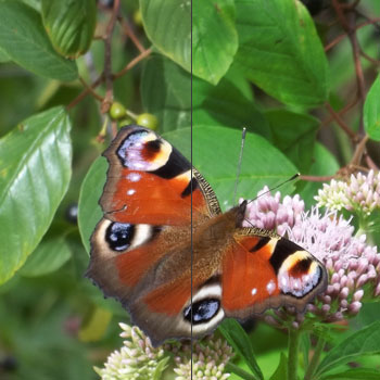 Motyl - retusz zdjęcia